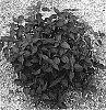 Alternanthera%20ficoidea%20%27Grenadine%27