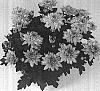 Chrysanthemum%20morifolium%20%27Vamp%20Time%20Improved%27