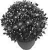 Chrysanthemum%20morifolium%20%27Syllabub%20Purple%27