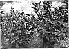 Clerodendrum%20quadriloculare%20%27Morningstar%27