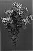Hypericum%20androsaemum%20%27Vergrecla%27