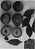 Prunus%20salicina%20x%20sp.%20%27Plumsweet%20IV%27