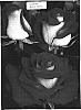 Rosa%20hybrida%20%27TAN01994%27