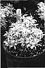 Forsythia%20viridissima%20%27McKCitrine%27