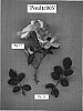 Rosa%20hybrid%20%27Poultc005%27
