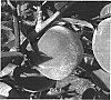 Prunus%20persica%20%27V75024%27