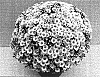 Chrysanthemum%20morifolium%20%27Starlet%20White%27