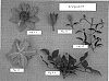 Clematis%20viticella%20%27Evipo029%27