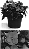 Impatiens%20hawkeri%20%27Visinfdkp%27