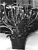 Osteospermum%20ecklonis%20%27Sunny%20Philip%27