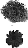Osteospermum%20ecklonis%20%27Balserpurp%27