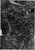 Vitis%20spp%20hybrid%20%27Frontenac%20gris%27