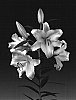 Lilium%20L.%20oriental%20%27Conca%20D%27or%27