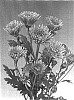 Chrysanthemum%20morifolium%20%27Sizzleness%20Salmon%27