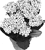 Kalanchoe%20blossfeldiana%20%27Milos%27