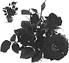 Rosa%20hybrida%20%27BENfebu%27