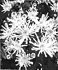Chrysanthemum%20morifolium%20%27High%20Five%20Sunny%27