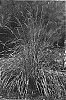 Calamagrostis%20x%20acutiflora%20%27Eldorado%27
