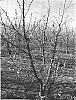 Prunus%20persica%20%27S%206817%27
