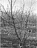 Prunus%20persica%20%27S%206817%27