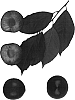 %5BPrunus%20salicina%20x%20%28Prunus%20Salicina%20x%20Prunus%20armeniaca%5D%20%27Flavor%20Rouge%27