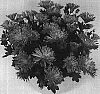 Chrysanthemum%20morifolium%20%27Grace%20Time%20Pearl%20Improved%27