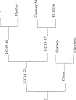 Juglans%20regia%20%27Forde%27