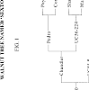 Juglans%20regia%20%27Sexton%27