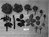 Rosa%20hybrida%20%27JACtourn%27