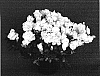 Rhododendron%20hybrida%20%27YBAZ1812%27