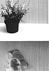 Angelonia%20angustifolia%20%27Balangwitim%27
