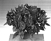 Impatiens%20hawkeri%20%27Fisupnic%20Hotpink%27
