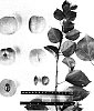 Prunus%20armeniaca%20%27Suaprinine%27