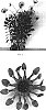 Osteospermum%20ecklonis%20%27Balserlabli%27