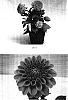 Dahlia%20variabilis%20%27Baldelstrem%27