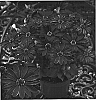 Osteospermum%20ecklonis%20%27Oste%20Deeppur%27