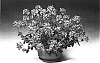 Nemesia%20hybrida%20%27Nemhabar%27