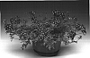 Verbena%20x%20hybrida%20%27Liliena%27