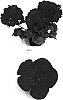 Pelargonium%20x%20hortorum%20%27Balfanimcar%27