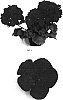 Pelargonium%20x%20hortorum%20%27Balfanimcar%27