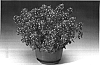 Nemesia%20hybrid%20%27Nemhrpur%27