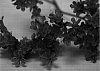 Limonium%20altaica%20%27Danlisablue%27