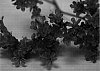 Limonium%20altaica%20%27Danlisablue%27