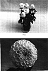 Dahlia%20variabilis%20%27Baldelmalo%27