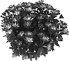 Chrysanthemum%20morifolium%20%27Grace%20Time%20Salmon%20Improved%27