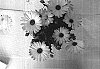 Osteospermum%20ecklonis%20%27Sunny%20Amanda%27