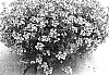 Nemesia%20caerulea%20%27Sumnem%2003%27