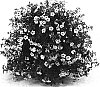 Calibrachoa%20sp.%20%2701C-J-6%27