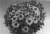 Chrysanthemum%20morifolium%20%27Calisto%27