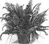 Nephrolepis%20obliterata%20%27Sunjest%27